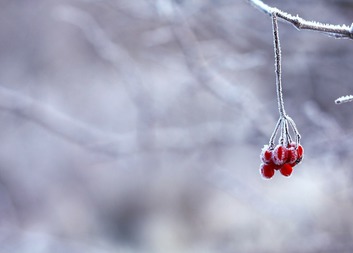 Poděkování za výtěžek z Adventních trhů ve Velešíně