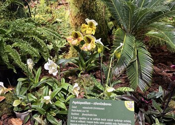 Sociální rehabilitace Tolerance: Výlet na výstavu orchidejí v Českých Budějovicích